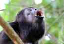 Monkey reuvu
